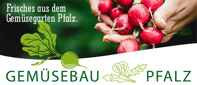 Gemüsebau Pfalz